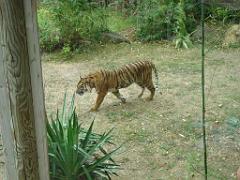 149 BIO PARC DE DOUE LA FONTAINE 3- 2016_000019